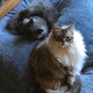 Meet your Posher, Chase